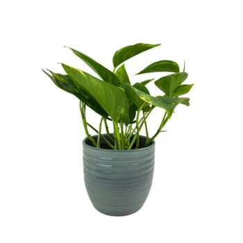 Golden Pothos In 12cm Grey Pot – Indoor House Plant, 2 of 2