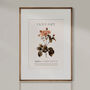 Birth Flower Wall Print 'Carnation' For January, thumbnail 5 of 9