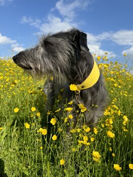 Yellow Leather Whippet Collar Can Be Personalised, 4 of 12