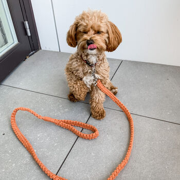 Make Your Own Macrame Dog Lead Craft Kit, 5 of 11
