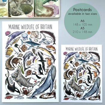 Marine Wildlife Of Britain Watercolour Postcard, 2 of 12