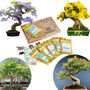 Grow Your Own Bonsai Tree Houseplant Gift Set, thumbnail 1 of 6