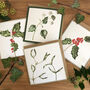 Seasonal Winter Berries Botanical Art Cards Set Of Four, thumbnail 1 of 5