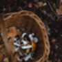 Foraging Experience Walk For Two In The South Downs, thumbnail 7 of 12