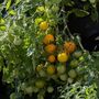 Tomato Plants 'Tumbling Tom Yellow' 3 X Plug Plant Pack, thumbnail 5 of 7