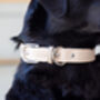 Super Soft Genuine Leather Classic Cream Dog Collar, thumbnail 1 of 4