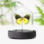 Delias Lemoulti Insect Bug Moth Butterfly Entomology Taxidermy Bell Jar, thumbnail 1 of 4