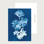 Seaweed Trio Cyanotype Postcard Set Of 10, thumbnail 1 of 2
