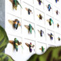Buprestidae Study Mosaic Box Frame Entomology Taxidermy Insects Bug Butterfly Interior Design Modern Home Decor Wall Hanging Gift Ornament, thumbnail 2 of 7