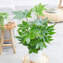 Grow Your Own Indoor Jungle Foliage Houseplant Gift Set, thumbnail 3 of 10