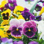 Flowers Pansy 'Coastal Sunrise Mix' 20 X Plant Pack, thumbnail 5 of 6