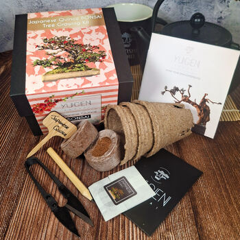 Japanese Quince Bonsai Tree Growing Kit, 2 of 10