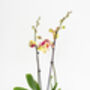Phalaenopsis Orchid Plant With Ceramic Pot, thumbnail 9 of 12