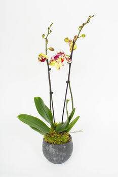 Phalaenopsis Orchid Plant With Ceramic Pot, 9 of 12