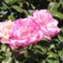 Climbing Rose 'Handel' Plant 5 L Pot, thumbnail 3 of 6