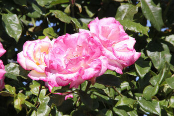 Climbing Rose 'Handel' Plant 5 L Pot, 3 of 6