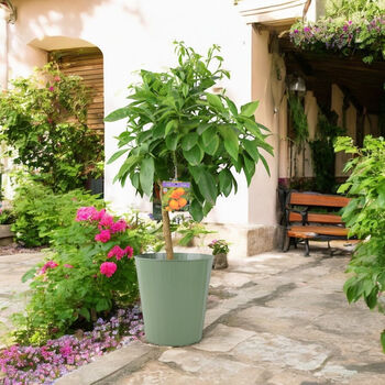 Citrus Orange Tree – 5 L Pot Indoor Fruit Plant, 5 of 7