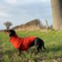 Personalised Pure Cashmere Dog Jumper Sweater, thumbnail 6 of 12