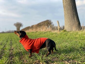 Personalised Pure Cashmere Dog Jumper Sweater, 6 of 12