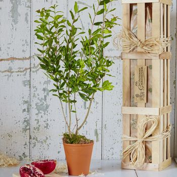 Pomegranate ‘The Tree Of Love’ Gift, 2 of 10