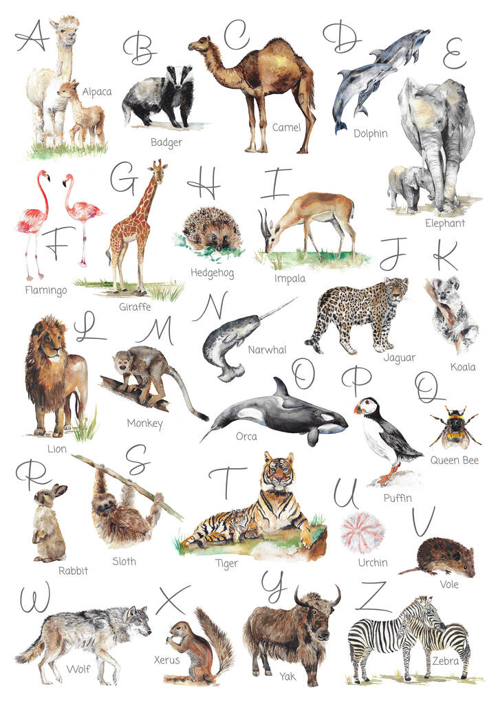 Animal Alphabet Print By Katie Hipwell Design | notonthehighstreet.com