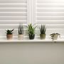 Quintet Of Mini House Plants And Ceramic Planters Gift, thumbnail 1 of 4