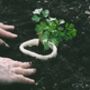 Biodegradable Wool Pots – Pack Of 10, thumbnail 1 of 3