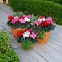 Cyclamen Mixed 6 Pack X2 12 Plants, thumbnail 2 of 6