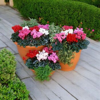 Cyclamen Mixed 6 Pack X2 12 Plants, 2 of 6