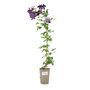 Clematis Warszawska Nike – Purple Climbing Blooms 3 L, thumbnail 4 of 5