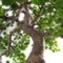 50cm Artificial Luxury Pine Bonsai Tree, thumbnail 5 of 5