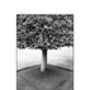 Geometry, Tree, Wimpole Estate Photographic Art Print, thumbnail 3 of 4