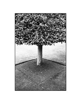Geometry, Tree, Wimpole Estate Photographic Art Print, 3 of 4