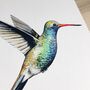 Broad Billed Hummingbird Print, thumbnail 2 of 9