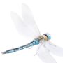 Illustrated Dragonfly Print, thumbnail 2 of 3