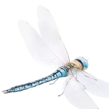 Illustrated Dragonfly Print, 2 of 3