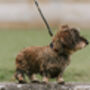 Pampeano 'Caza' Leather Dog Collar, thumbnail 2 of 3
