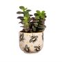 Busy Bee Small Planter With Choice Of Plants, thumbnail 1 of 2