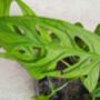 Houseplant Monstera Adansonii 'Monkey Leaf' 3 L Pot, thumbnail 3 of 5