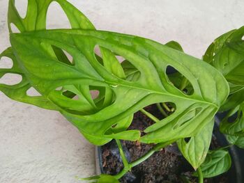 Houseplant Monstera Adansonii 'Monkey Leaf' 3 L Pot, 3 of 5
