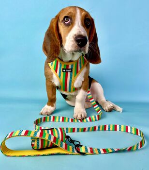 Multi Coloured Stripe Dog Harness Set, 6 of 7