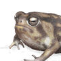 Namaqua Rainfrog Giclée Print, thumbnail 2 of 3