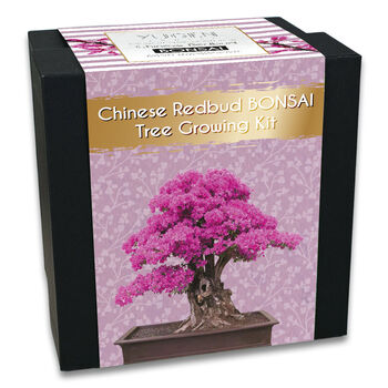Chinese Redbud Bonsai Tree Starter Kit, 2 of 10