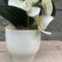 Cream Artificial Silk Luxury Orchid Mothers Day Gift, thumbnail 6 of 7