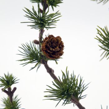 Cedar Potted Tree, 3 of 3