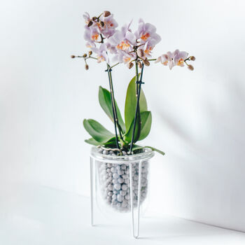 Orla, Glass Planter With Stand, Ideal For Orchids, 7 of 10