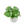 Peperomia Raindrop Plant In 12cm Pot Indoor Houseplant, thumbnail 5 of 7