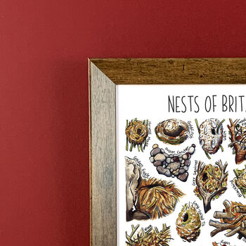 Nests Of Britain Wildlife Print, 4 of 8
