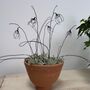 Wire Snowdrops In Handmade Egg Cup Shape Terracotta Pot, thumbnail 7 of 7