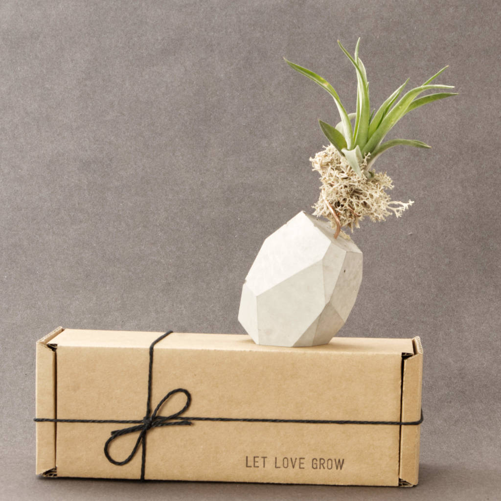 Image of Geometric Concrete Multiflora Air Plant Rock Gift Set